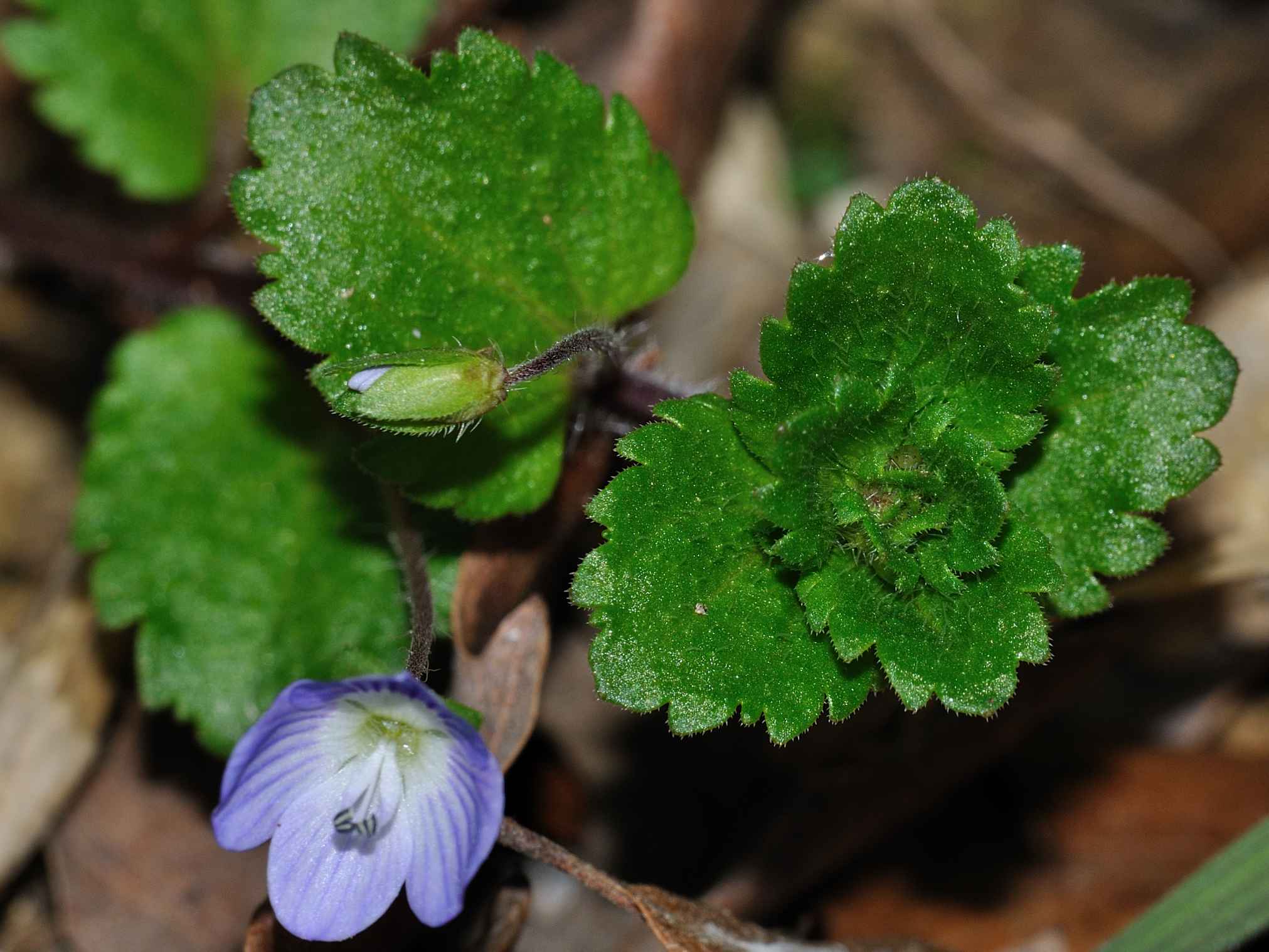Veronica sp.